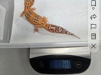 rare leopard geckos and cage plus feeder roaches