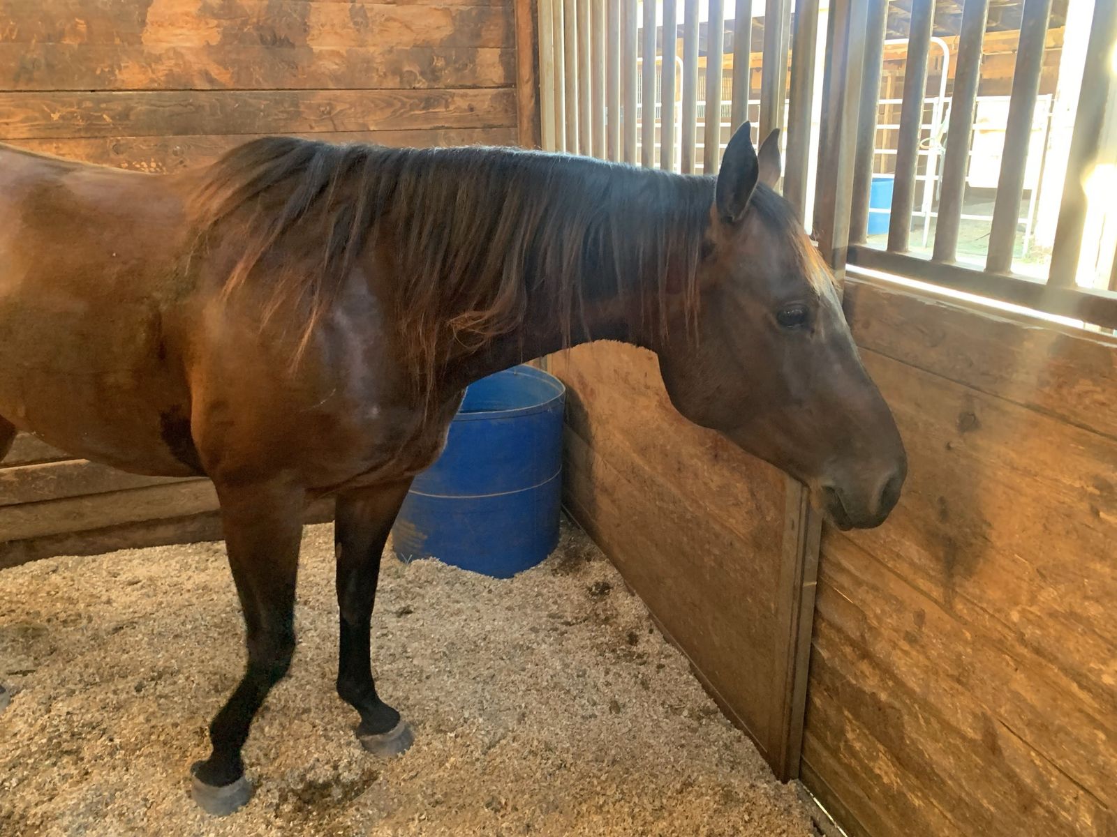 2 GREAT HORSES FOR LEASE