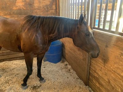 2 GREAT HORSES FOR LEASE