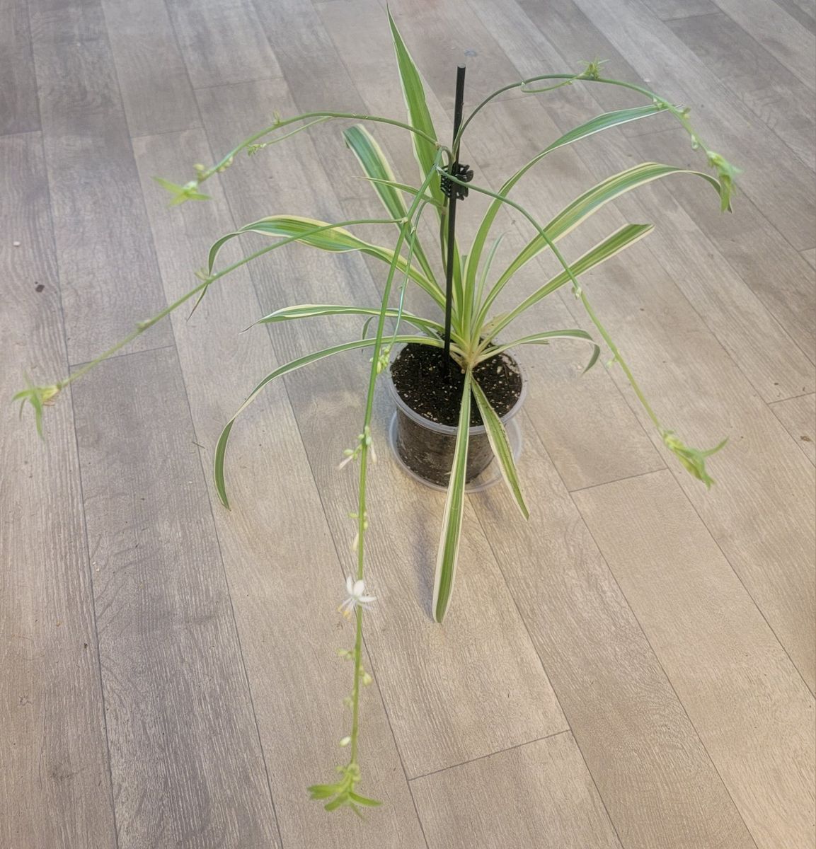 Flowering Spider Plant with Pups