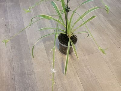 Flowering Spider Plant with Pups