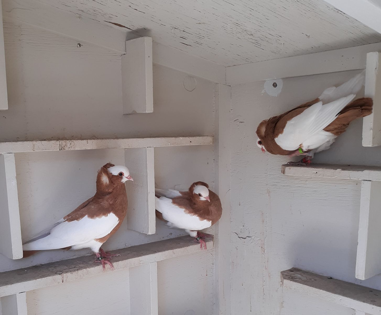 Kormorner Pigeons