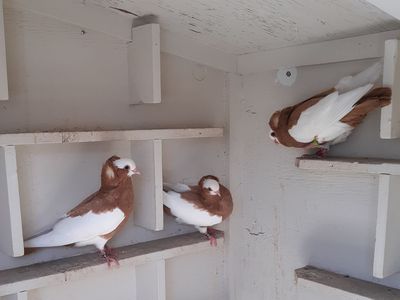 Kormorner Pigeons