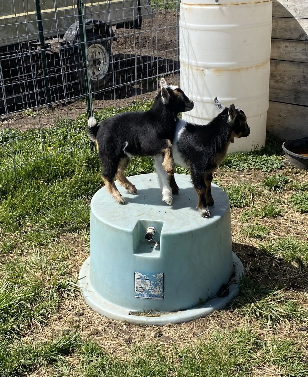 Nigerian Dwarf Goats