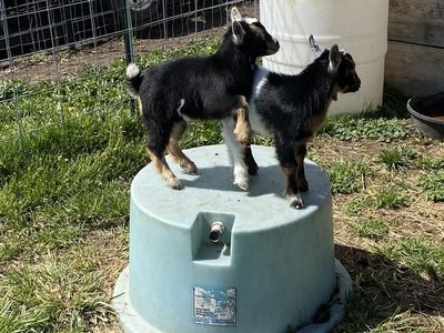 Nigerian Dwarf Goats