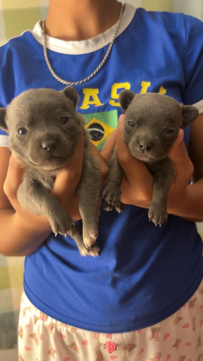 Adorable Blue/Grey Chihuahua Puppies