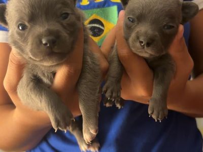 Adorable Blue/Grey Chihuahua Puppies