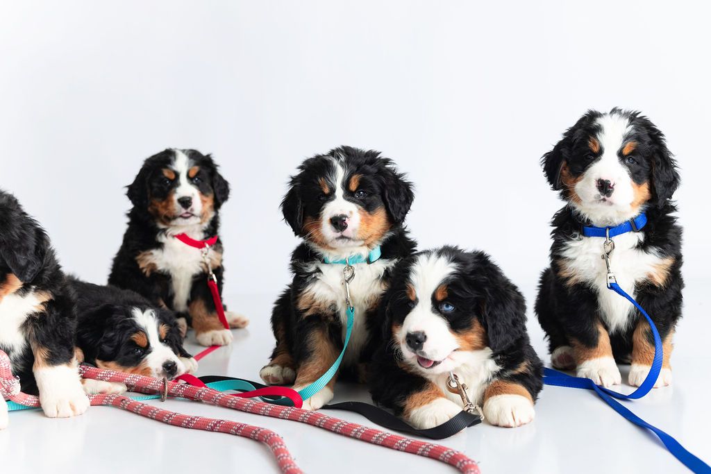 Akc Bernese Mountain Dog puppies. Ready 1 June.