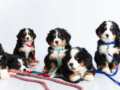 Akc Bernese Mountain Dog puppies. Ready 1 June.