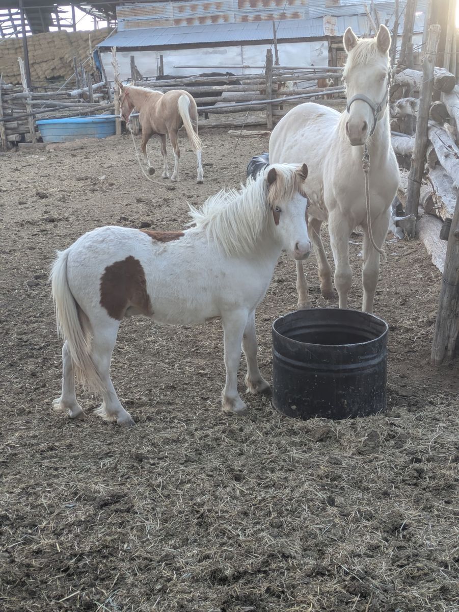 Shetland pony