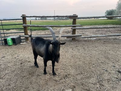 2-Year-Old Alpine Billy Pack Goat - Male Horned Goat