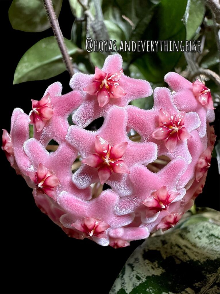 Hoya carnosa 'Freckles' (splash) - Plant