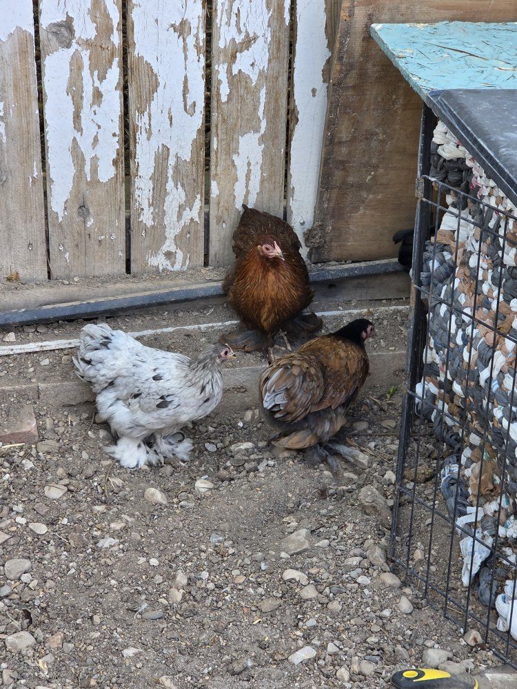 Brahma bantam Chickens - Young Hens for Sale (Various Colors)