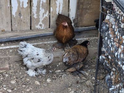 Brahma bantam Chickens - Young Hens for Sale (Various Colors)