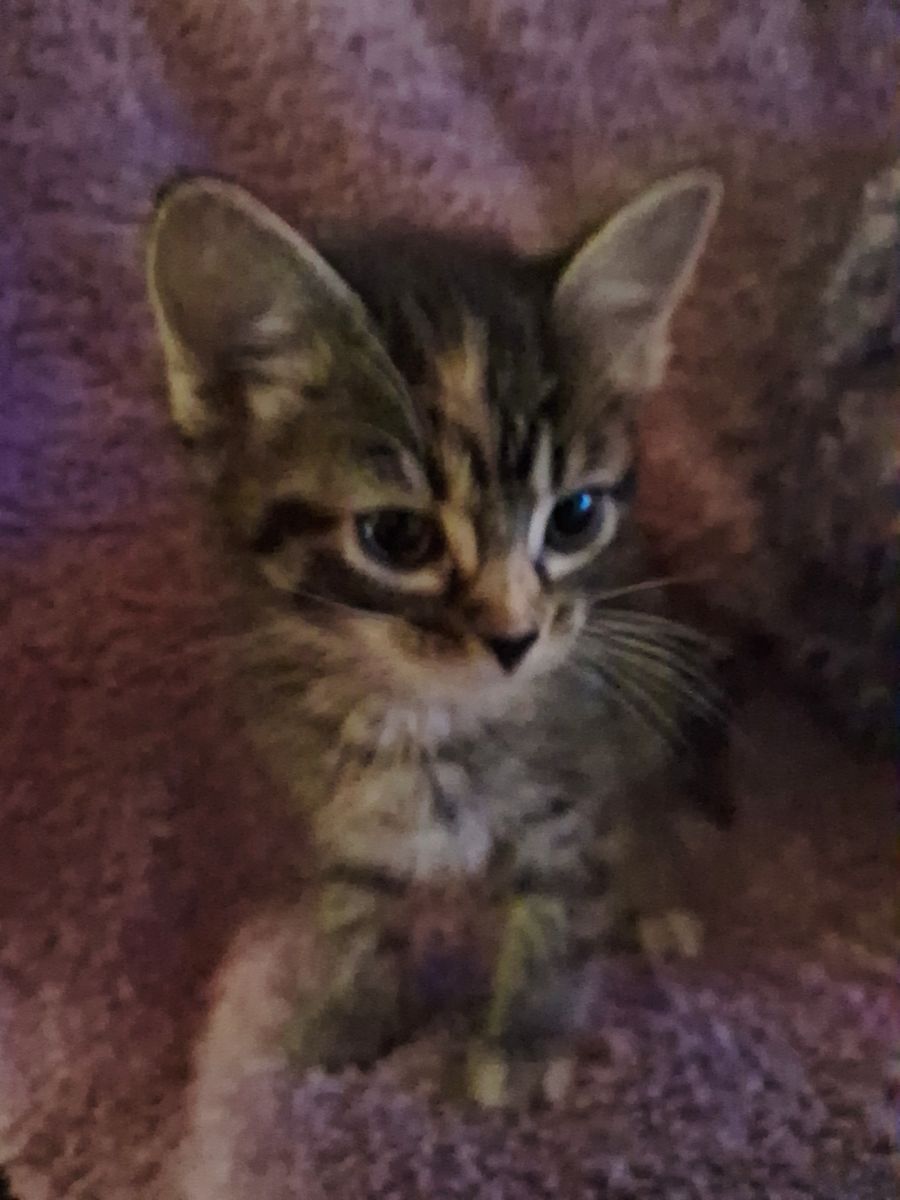 Kittens . Born 4/12 Egyptian Mau mix