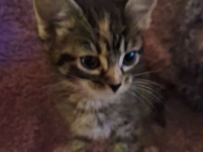 Kittens . Born 4/12 Egyptian Mau mix