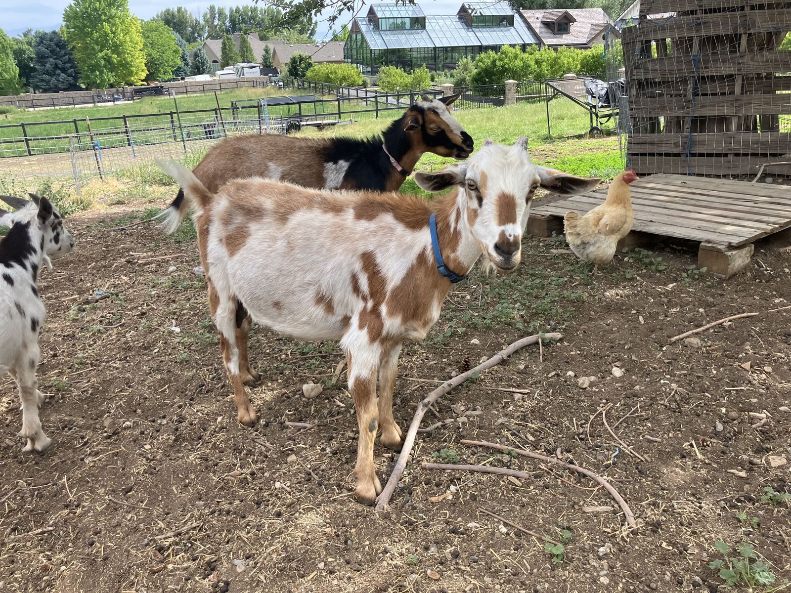 Nigerian Dwarf - Mini Nubian Goats