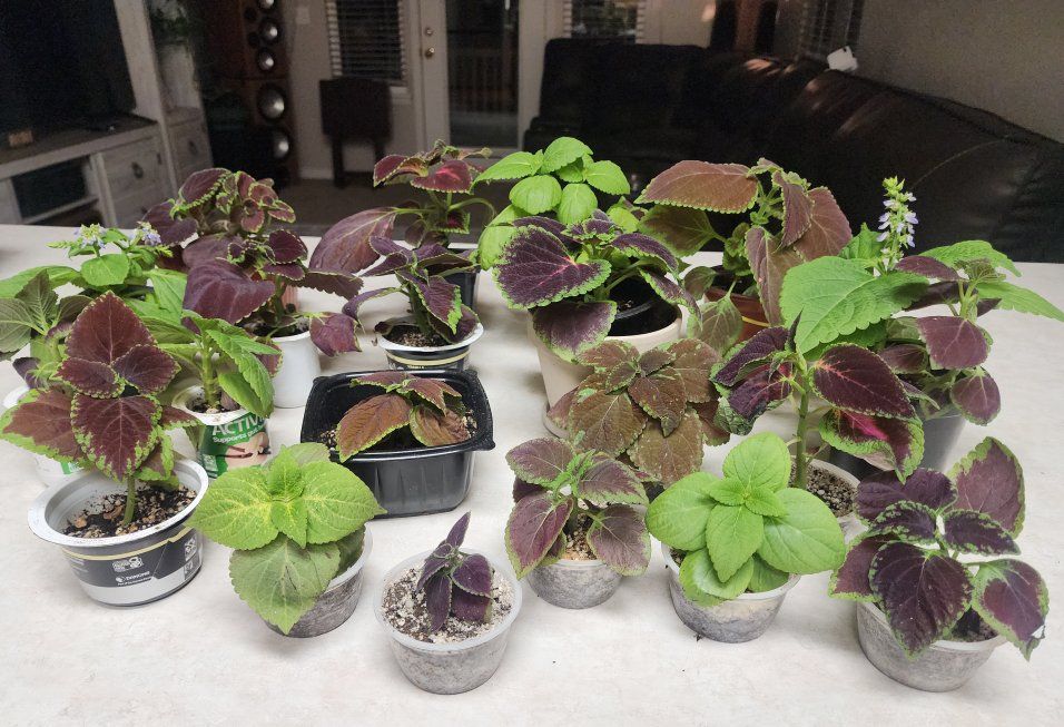 Chocolate Coleus