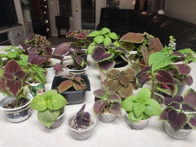 Chocolate Coleus