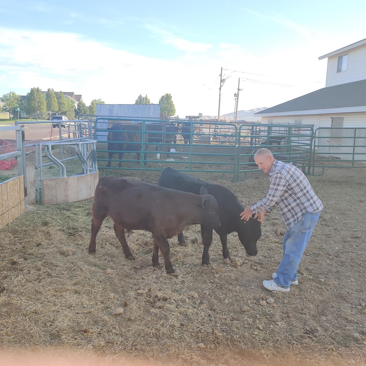 2 young black angus bulls