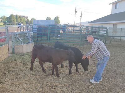 2 young black angus bulls