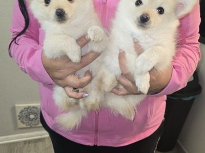 pomeranian (pom chi) puppies