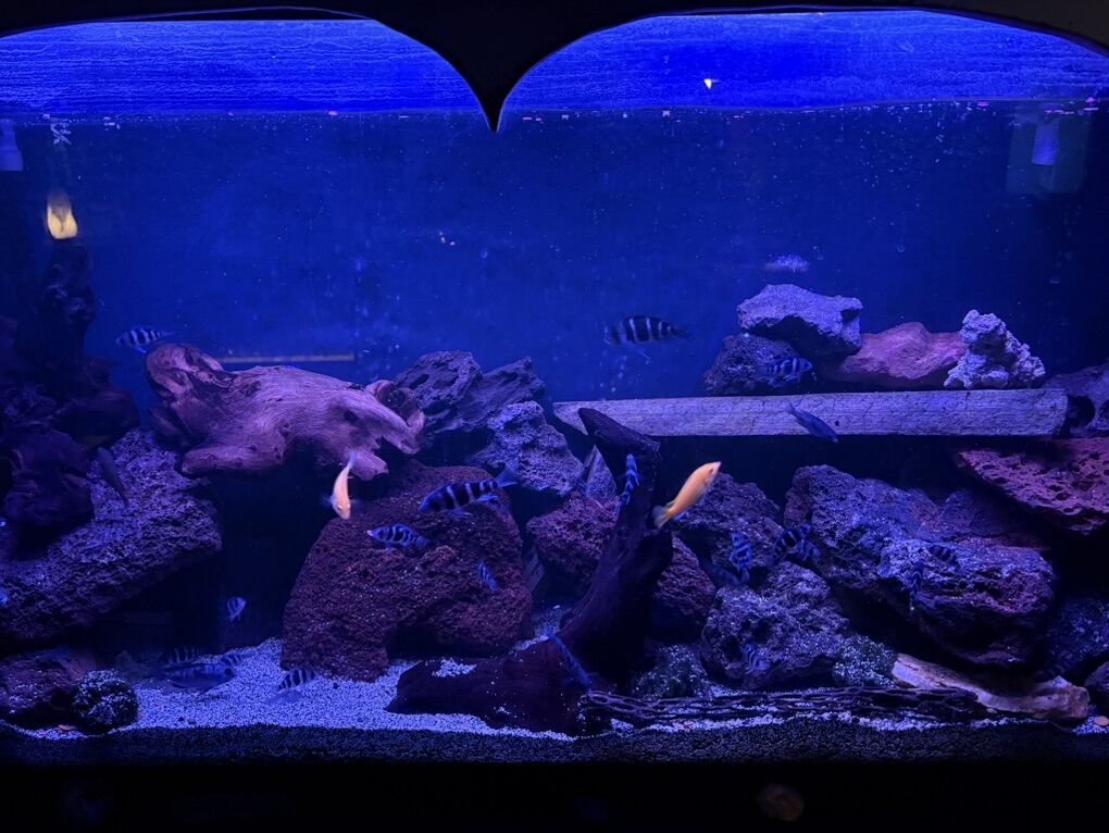 Pair Of Electric Yellows