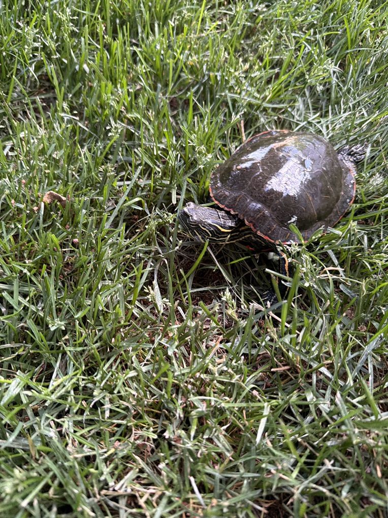 Male Western Painted Turtle