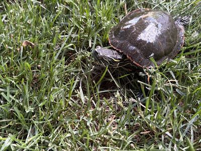 Male Western Painted Turtle