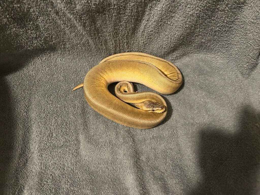 Ball Python Snake