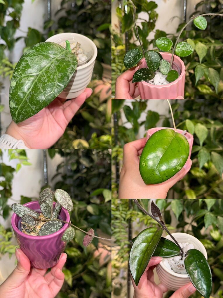 Hoya Bundle - Plants