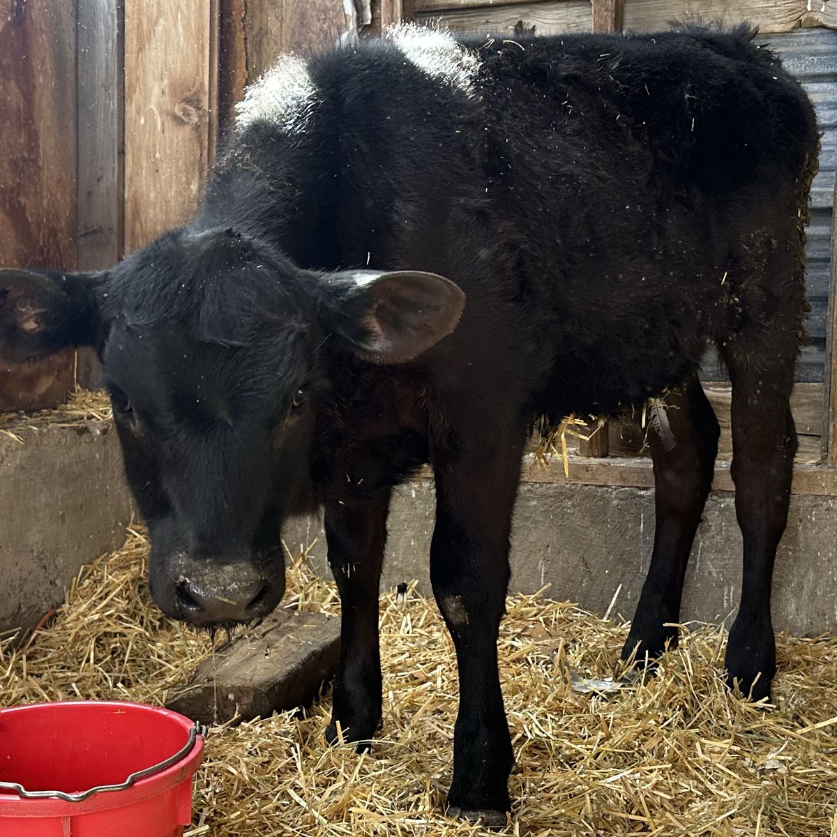 Angus Bull Calf