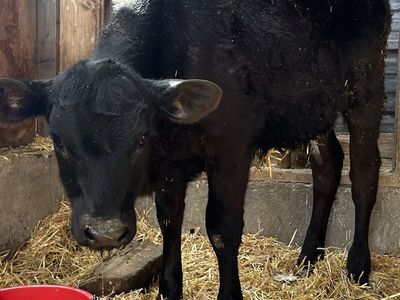 Angus Bull Calf