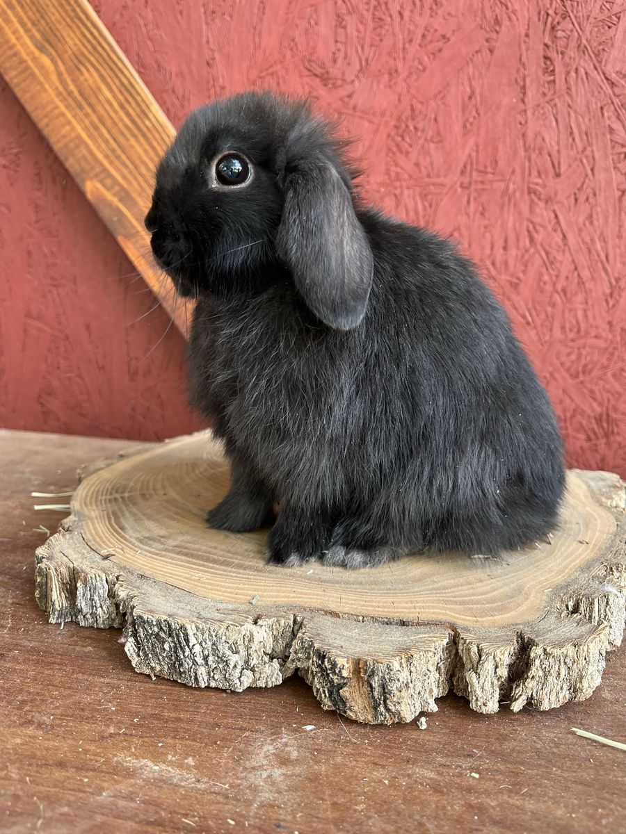 Pedigree holland lop Doe