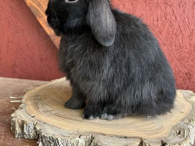 Pedigree holland lop Doe