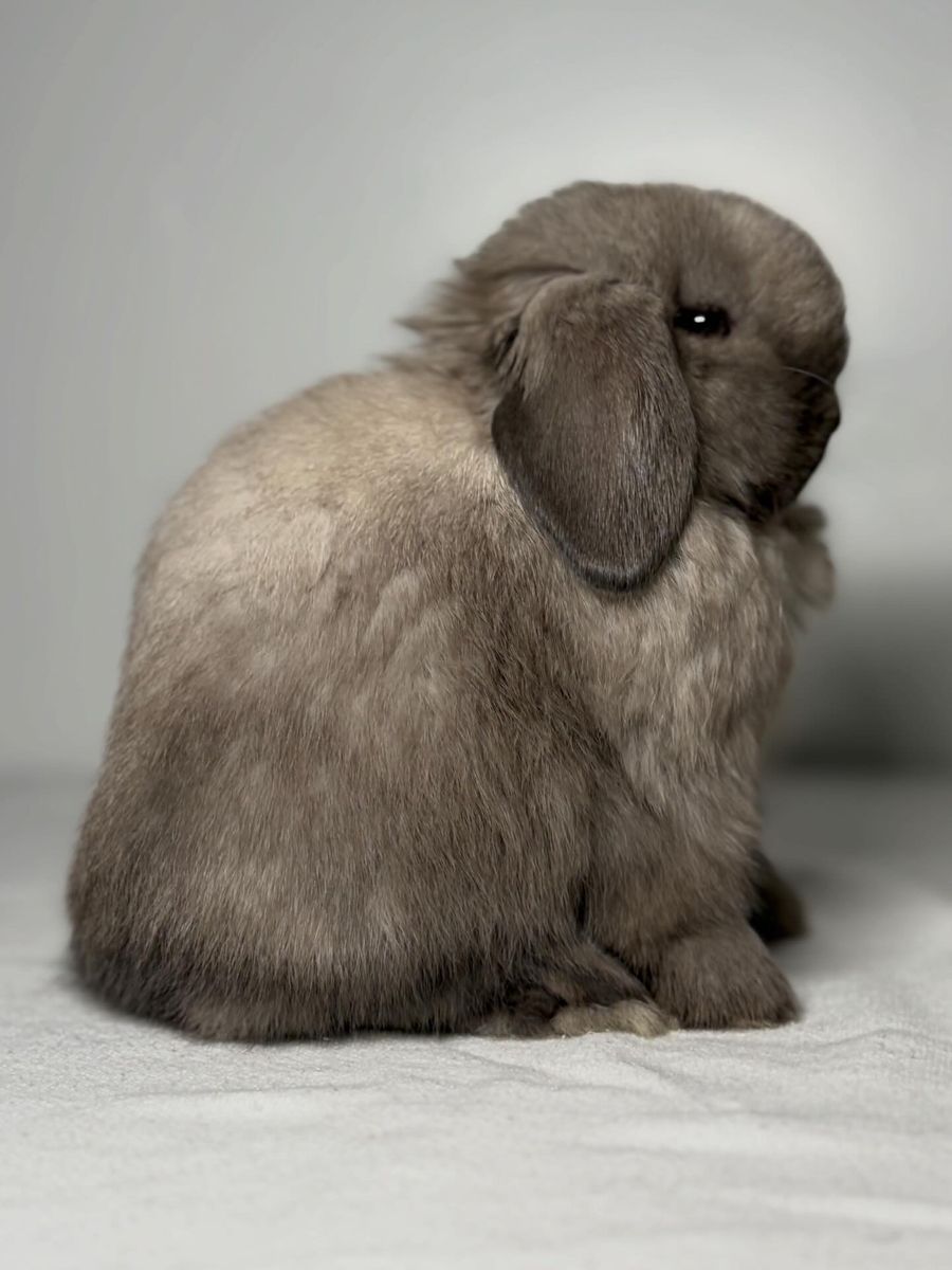 Holland Lop Buck