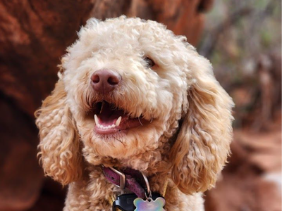 Purebred AKC Mini Poodle Apricot