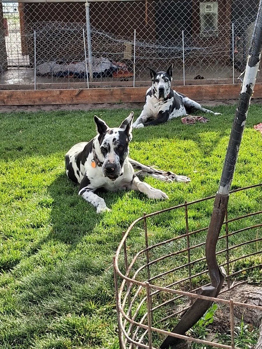 Pregnant Great Dane pair
