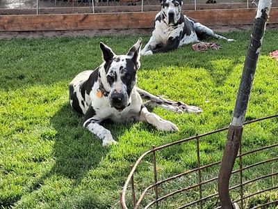 Pregnant Great Dane pair