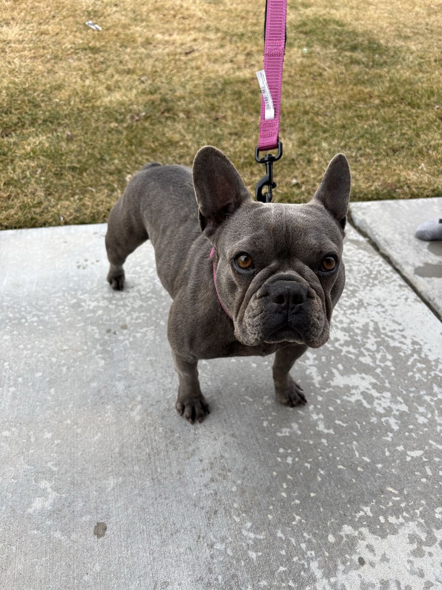 AKC registered brindle French bulldog