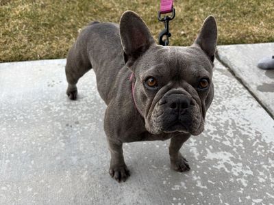 AKC registered brindle French bulldog