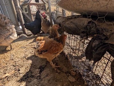 Laying chickens