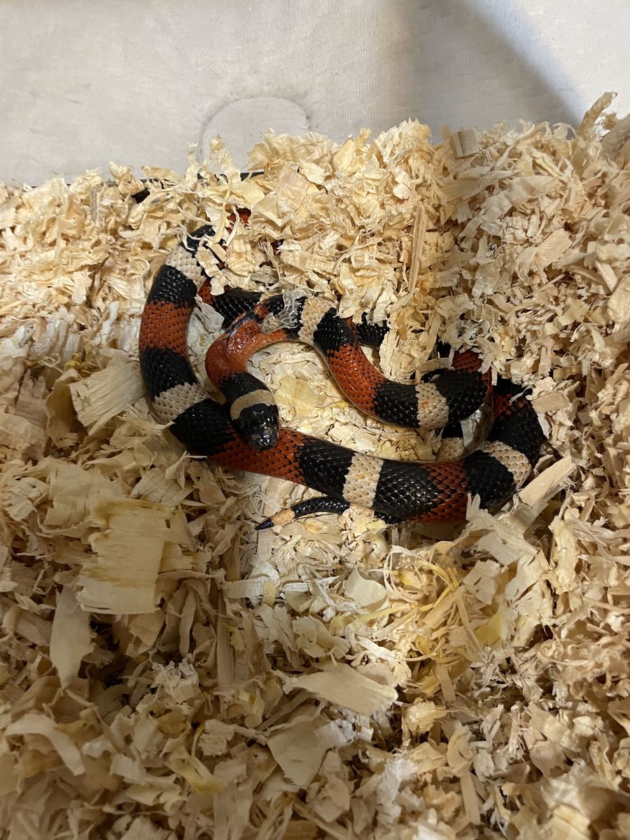 Milk Snake & Accessories 