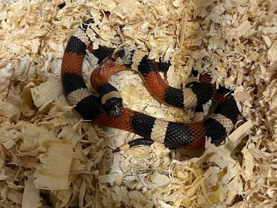 Milk Snake & Accessories