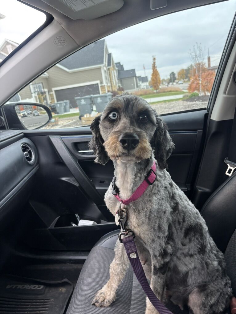 Beautiful Bernedoodle Female