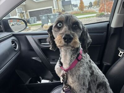 Beautiful Bernedoodle Female