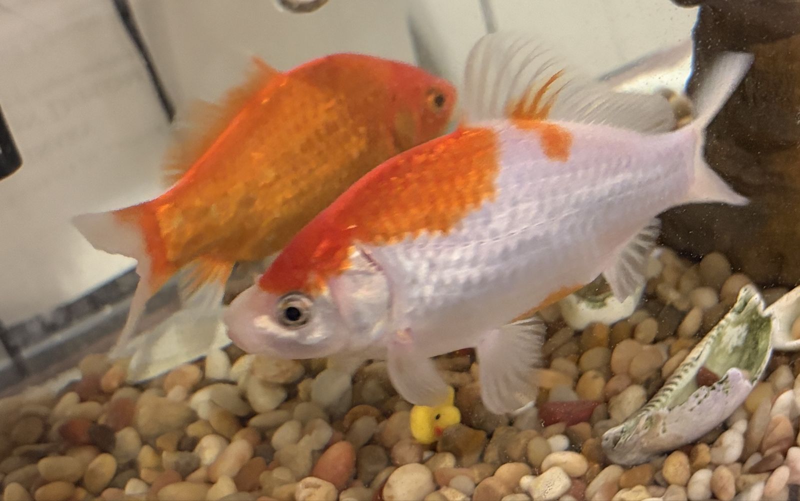 Pet Fish (Goldfish) for Sale - Healthy & Vibrant - Local Pick-Up Only