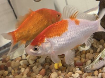 Pet Fish (Goldfish) for Sale - Healthy & Vibrant - Local Pick-Up Only