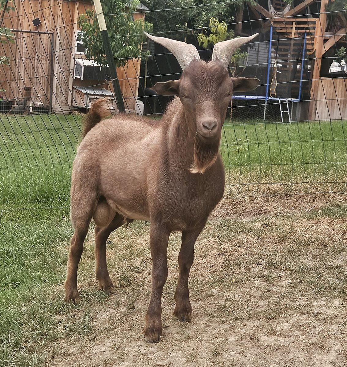 Miniature Fainting Unwithered Buck Goat - 11 Months Old, Proven Stud