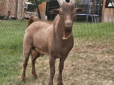 Miniature Fainting Unwithered Buck Goat - 11 Months Old, Proven Stud